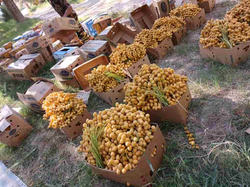 تصویر 1 از خرید و فروش خارک برحی کارون
