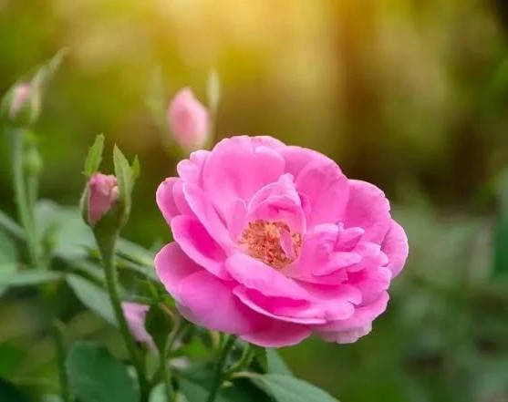 تصویر 1 از عصاره عرقیجات قیمت