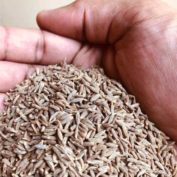 تصویر 2 از زیره کوهی خوش‌ طعم دارویی + خرید عمده
