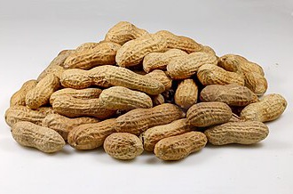 تصویر 1 از بادام زمینی مخصوص کارخانجات صنایع غذایی + بادام زمینی خام دشت مغان
