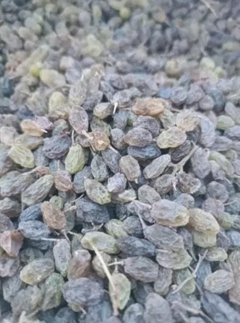تصویر 1 از فروش کشمش سایه خشک تاکستان با قیمت رقابتی