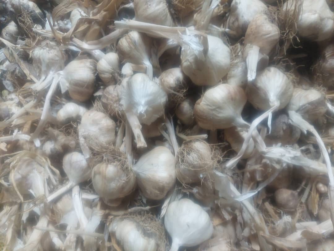 تصویر 2 از فروش سیر سفید فله