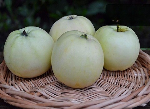 تصویر 4 از فروش سیب سفید صادراتی سمیرم با کیفیت تابستان + فروش عمده