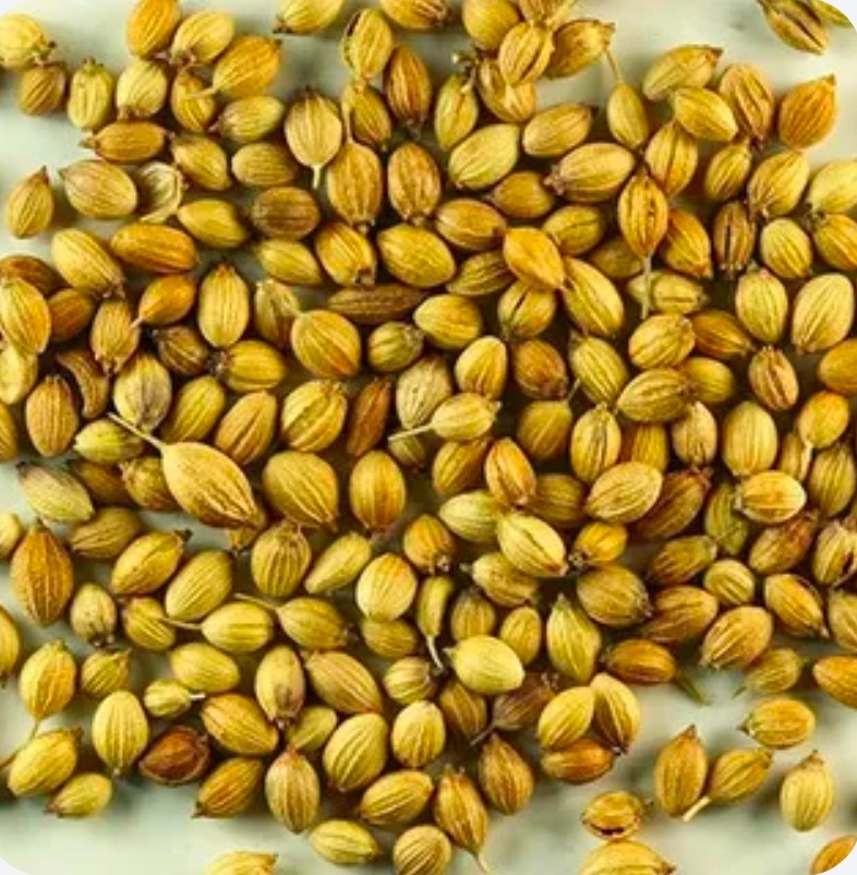 تصویر 2 از سفارش آنلاین تخم گشنیز + قیمت رقابتی خرید کنید