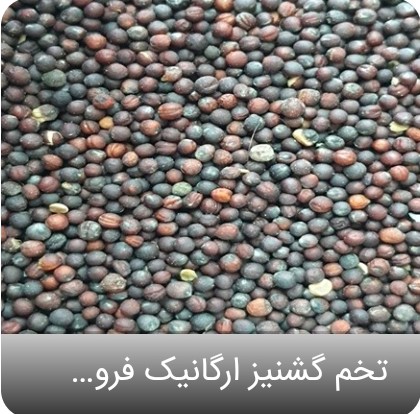 تصویر 2 از قیمت سریع بذر گشنیز + فروشی سریع