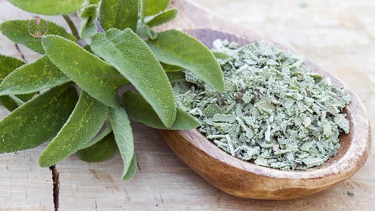 فروش عمده مریم گلی خشک ایرانی + صادراتی و دارویی