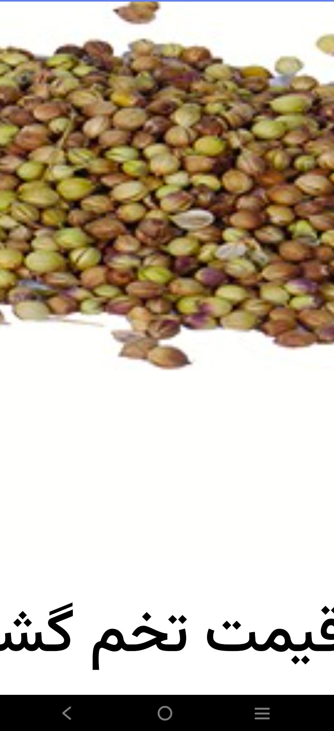 تصویر 1 از نرخ روز بذر گشنیز + خریدی مطمئن
