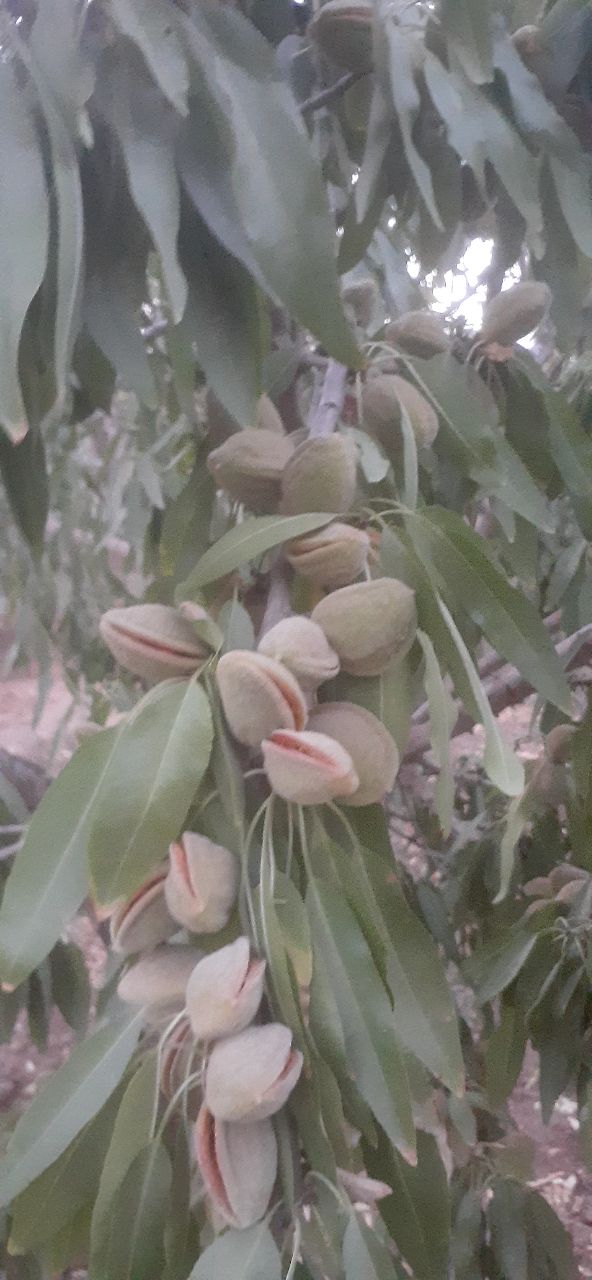 تصویر 2 از قیمت بادام مامایی خوشه تر  + خرید باور نکردنی