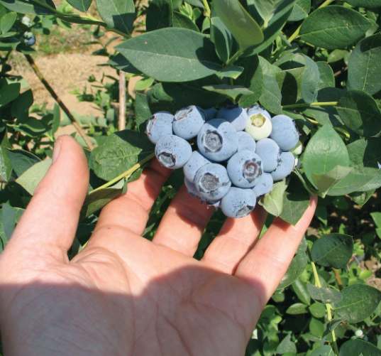 تصویر 3 از خرید بلوبری جامبو ۱۰۰ گرمی + قیمت فروش استثنایی بلوبری