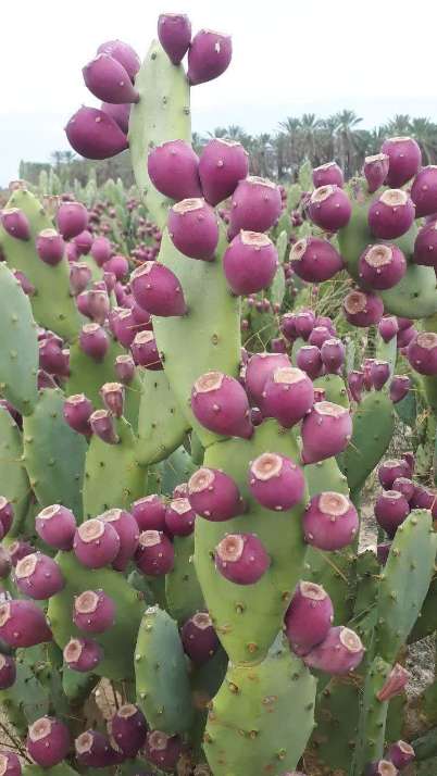 تصویر 1 از قیمت عمده میوه کاکتوس قرمز + خرید باور نکردنی میوه کاکتوس