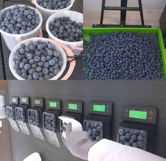 تصویر 3 از قیمت روز بلوبری سوپر جامبو در بازار تهران