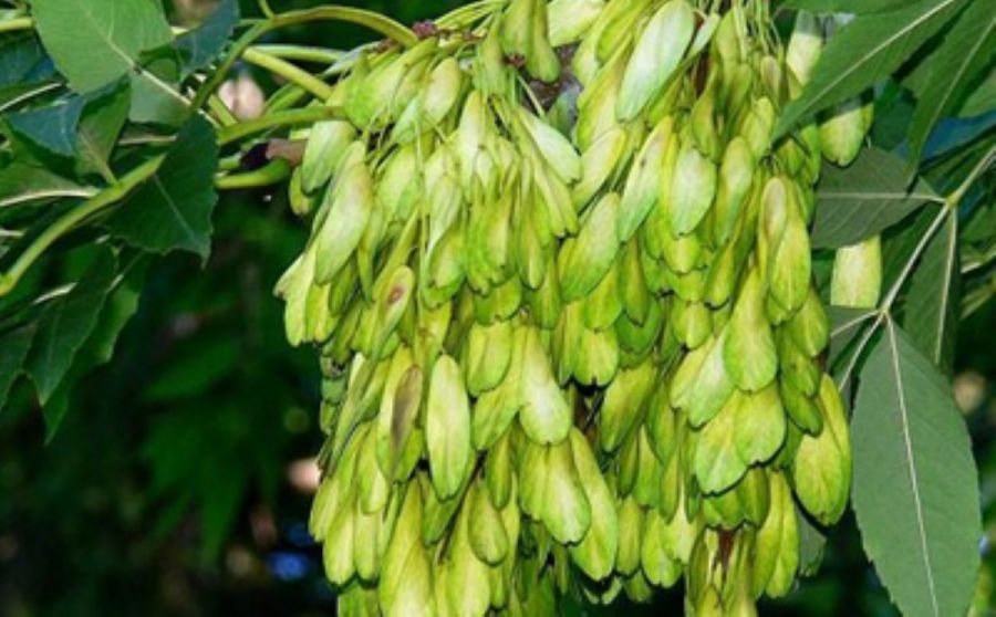تصویر 1 از قیمت خرید میوه زبان گنجشک