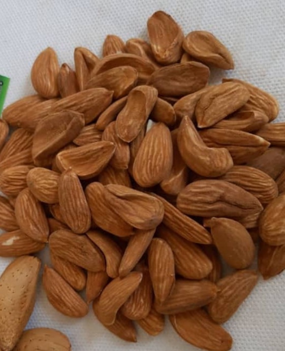 تصویر 3 از خرید بادام مامایی از تولید کننده + قیمت استثنایی