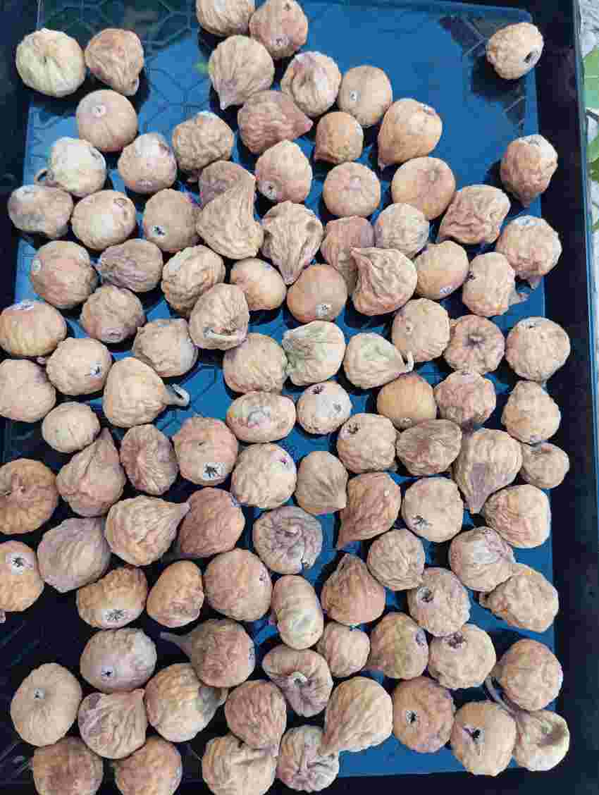 تصویر 1 از خرید انجیر خشک تازه استهبان + قیمت باور نکردنی