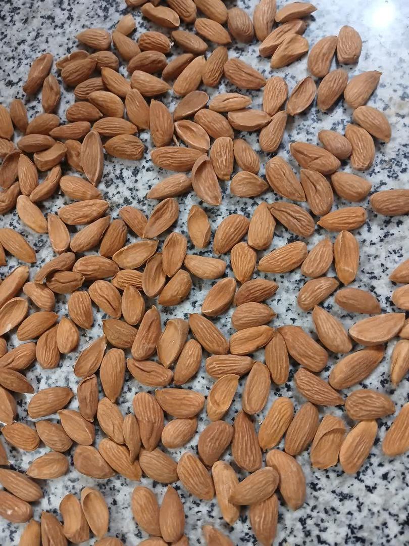 تصویر 2 از فروش ویژه بادام سنگی تضمین کیفیت
