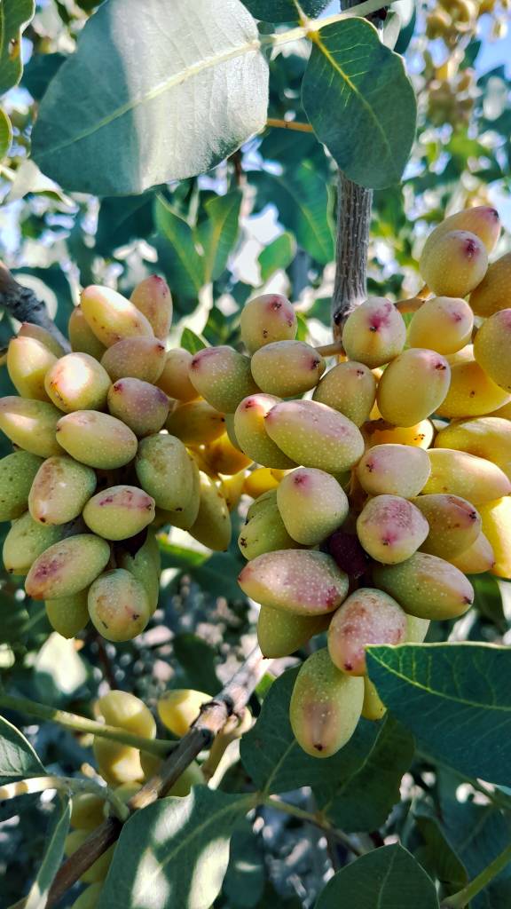 تصویر 3 از فروش عمده پسته احمد آقایی خوش طعم