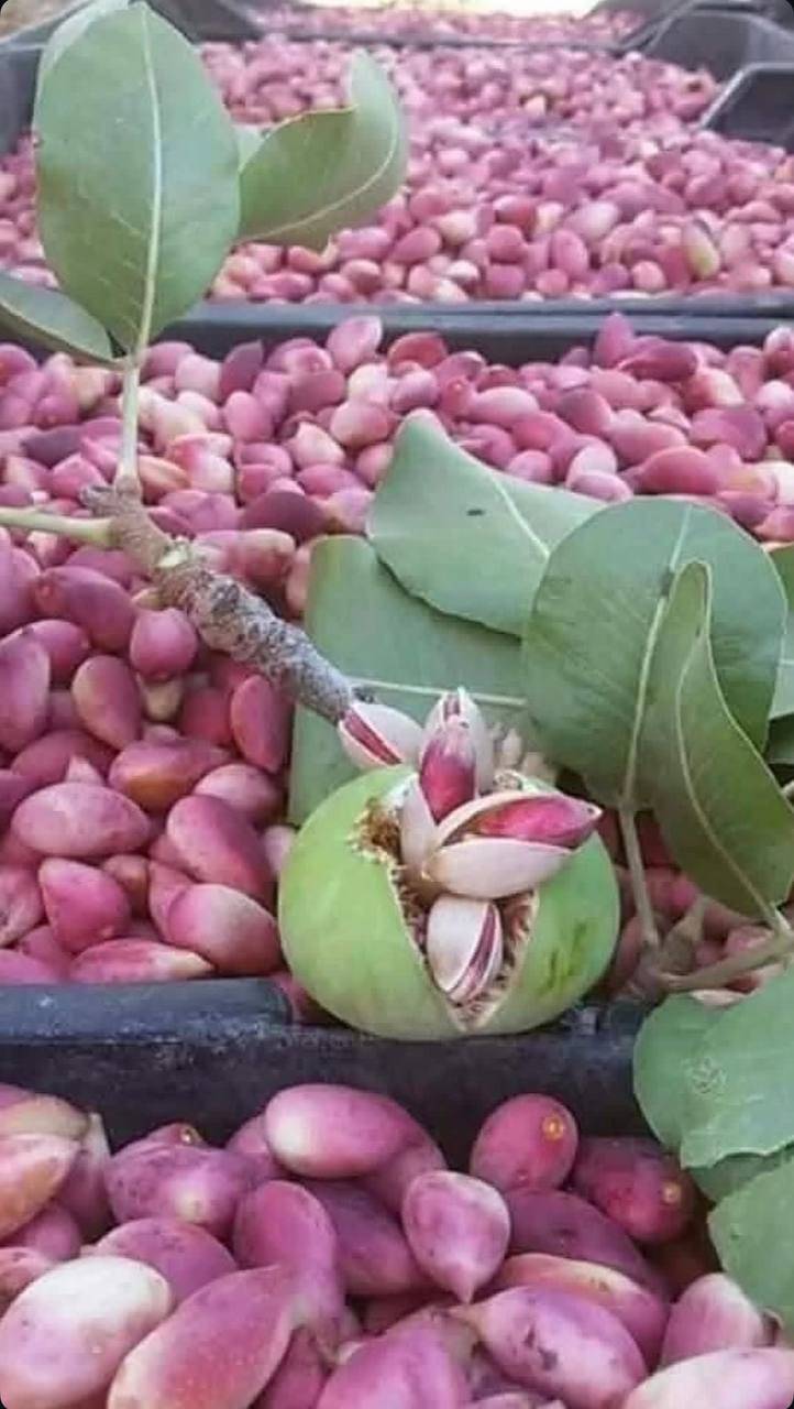 تصویر 1 از فروش عمده پسته احمد آقایی خوش طعم
