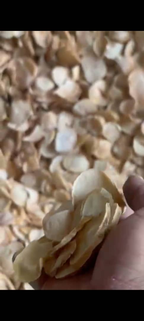 تصویر 1 از فروش عمده موسیر کوهی کردستان