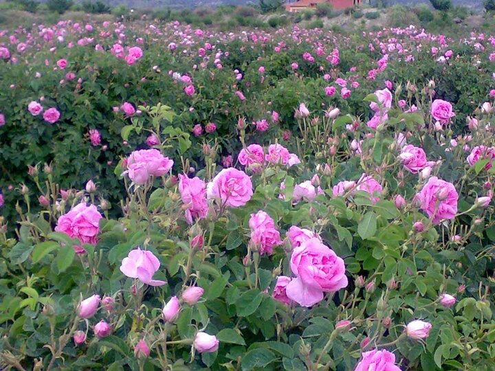تصویر 2 از فروش عمده پر گل محمدی خشک فله