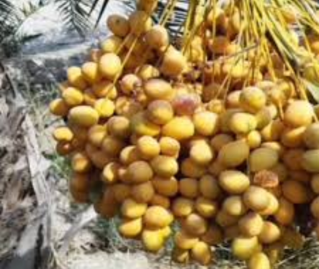 تصویر 1 از قیمت خرما رطب درجه یک + خرید باور نکردنی