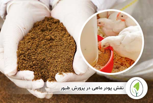خرید پودر ماهی برای طیور