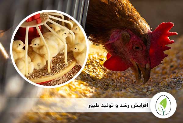 خرید ارزان پودر ماهی طیور