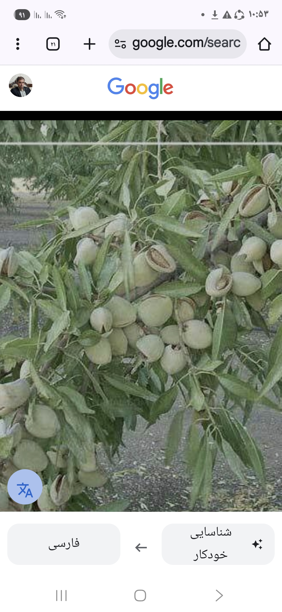 تصویر 2 از قیمت فروش بادام تازه