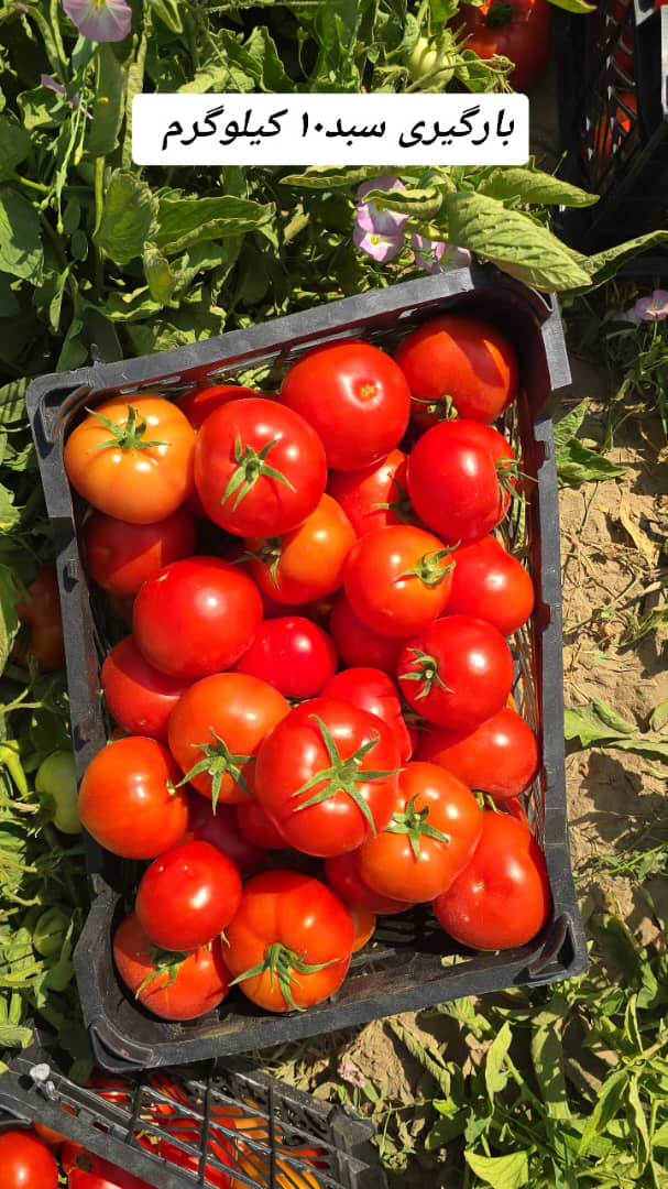 تصویر 1 از گوجه فرنگی سرخ با کیفیت بالا مناسب صنایع غذایی