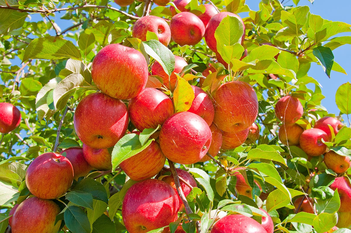 فروش سیب گلاب ارگانیگ مازندران با کیفیت + فروش عمده