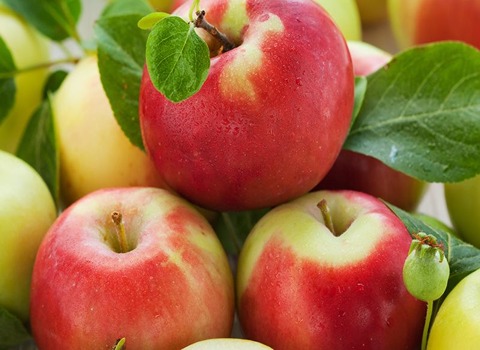 تصویر 1 از فروش سیب گلاب ارگانیگ ساری با کیفیت + فروش عمده