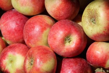تصویر 5 از قیمت و فروش سیب گلاب صادراتی ساری + فروش عمده