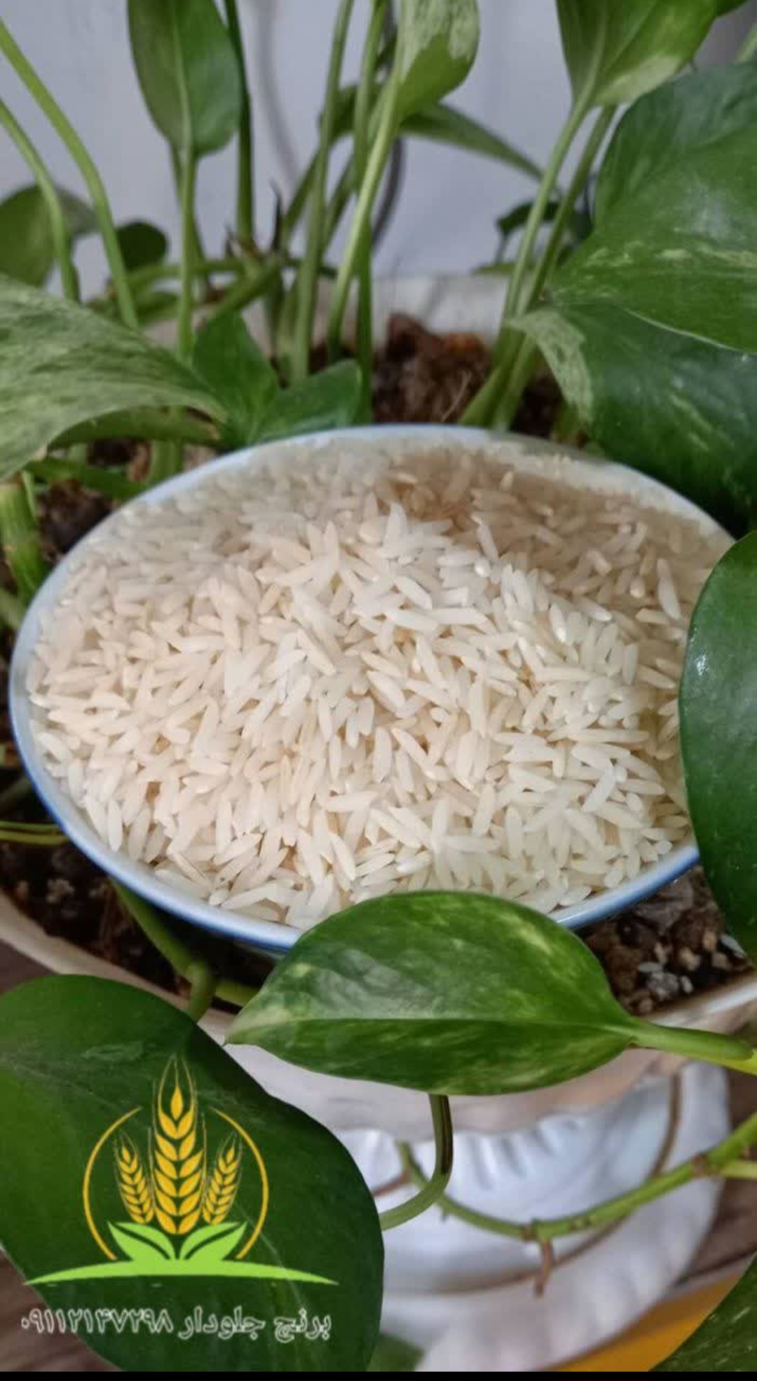 تصویر 1 از خرید برنج طارم هاشمی معطر و درجه یک + فروش عمده