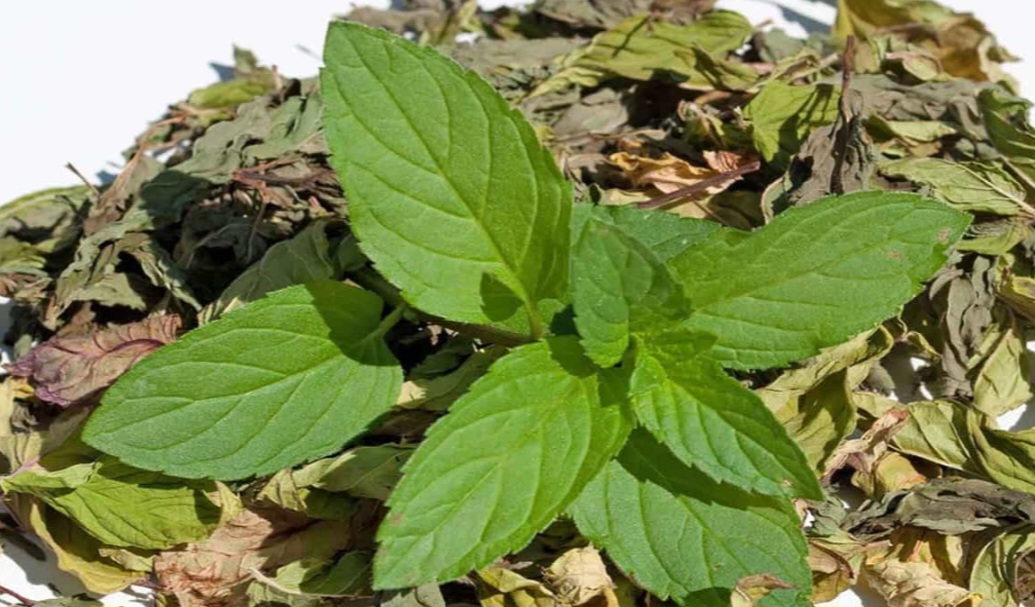 تصویر 3 از فروش استثنایی پونه خشک