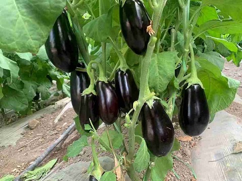 بادمجان ارکانیگ ایران + قیمت باور نکردنی