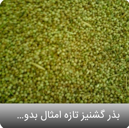 تصویر 1 از فروش بذر عمده گشنیز صادراتی و ارگانیک