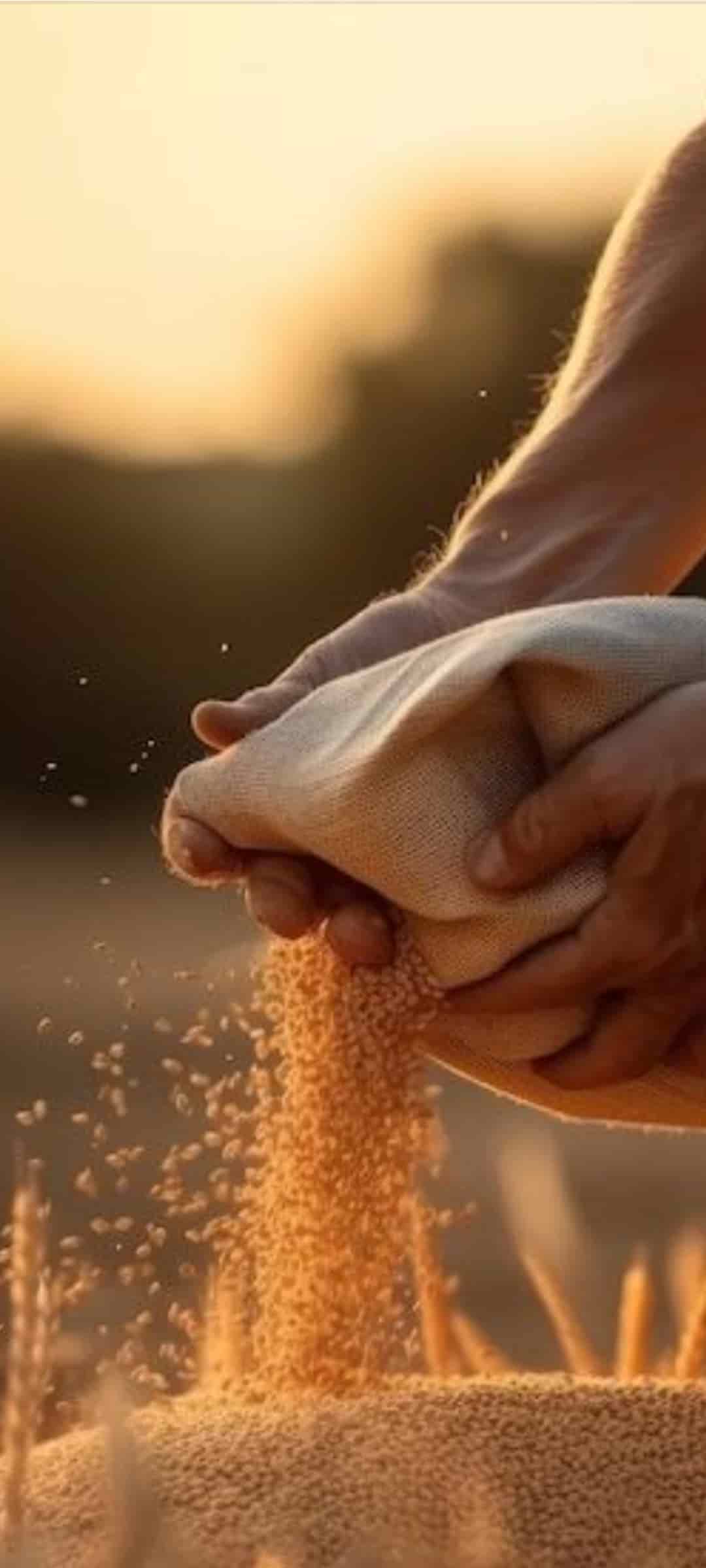تصویر 1 از برنج نیم دانه عنبر بو