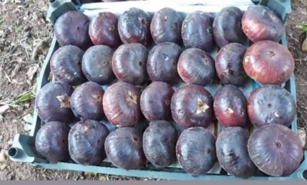 قیمت عالی انجیر سیاه تازه استهبان + فروش فوق العاده