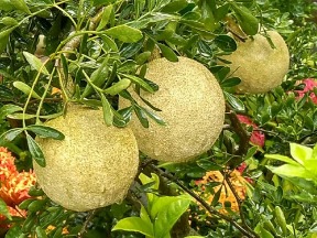 تصویر 3 از مرکز فروش نهال بائل فروت بلوچستان + ارسال فوری
