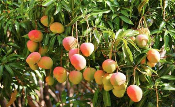 تصویر 2 از فروش نهال انبه پیوندی + خرید تضمینی محصول