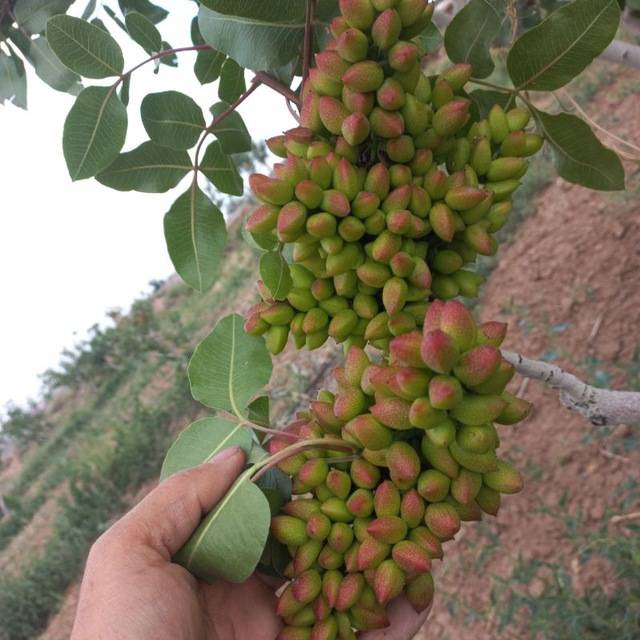 تصویر 4 از خرید پسته اکبری + بهترین قیمت