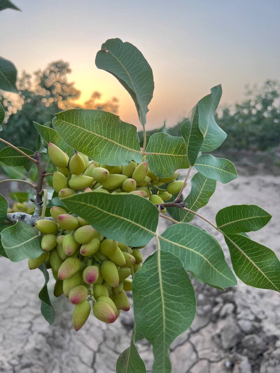 تصویر 4 از قیمت پسته اکبری انس ۲۲ + خرید باور نکردنی
