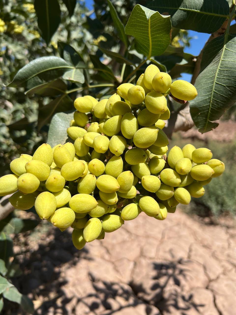 تصویر 2 از خرید و قیمت پسته اکبری درجه یک + فروش عمده
