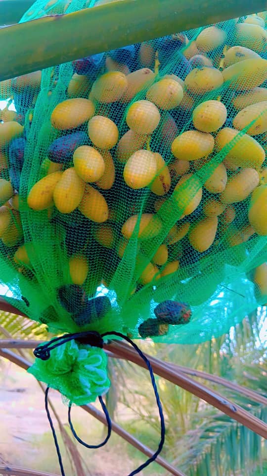 تصویر 1 از خرما خشک جنوب