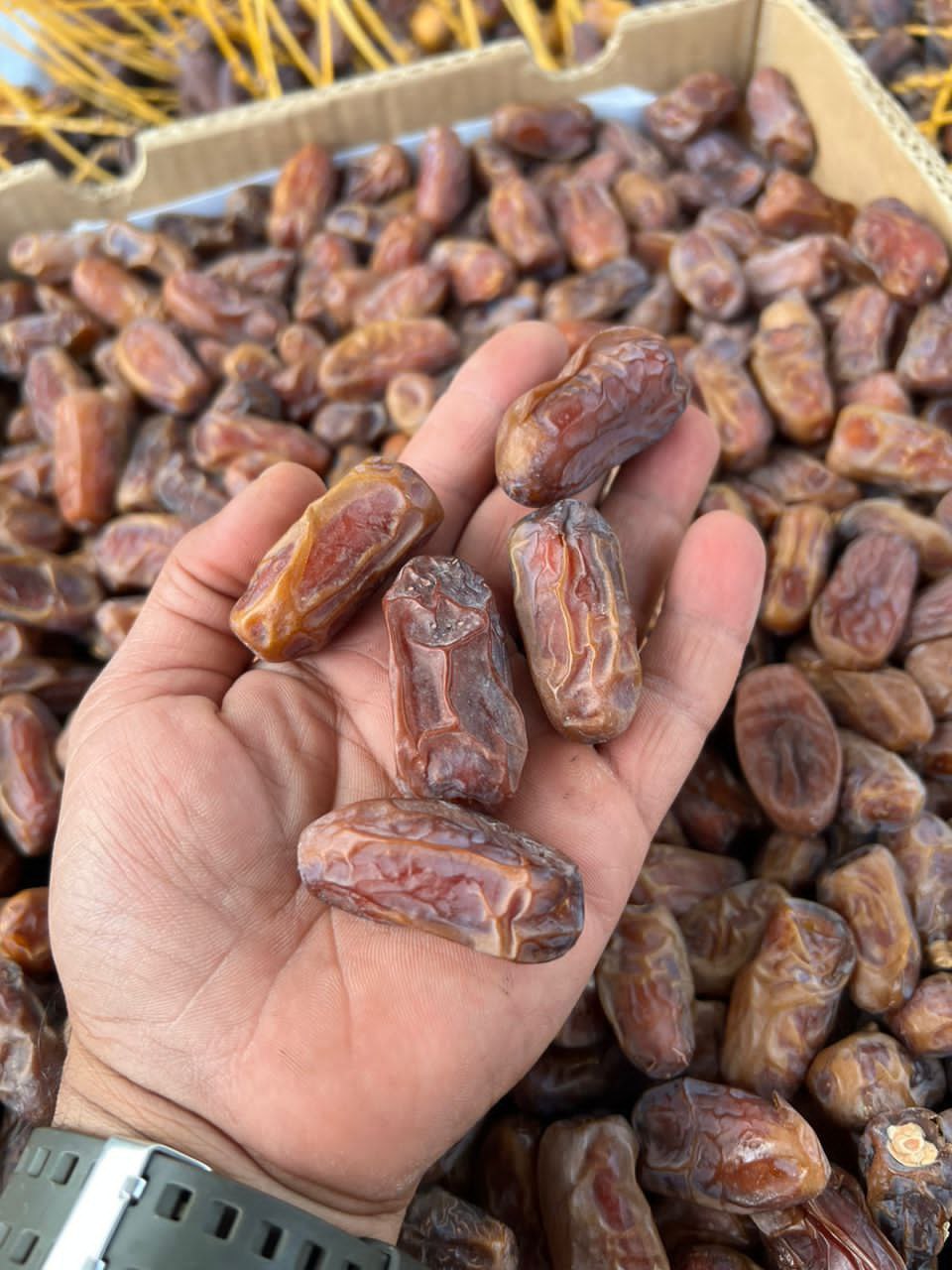 تصویر 6 از قیمت خرما پیارم + فروش عمده