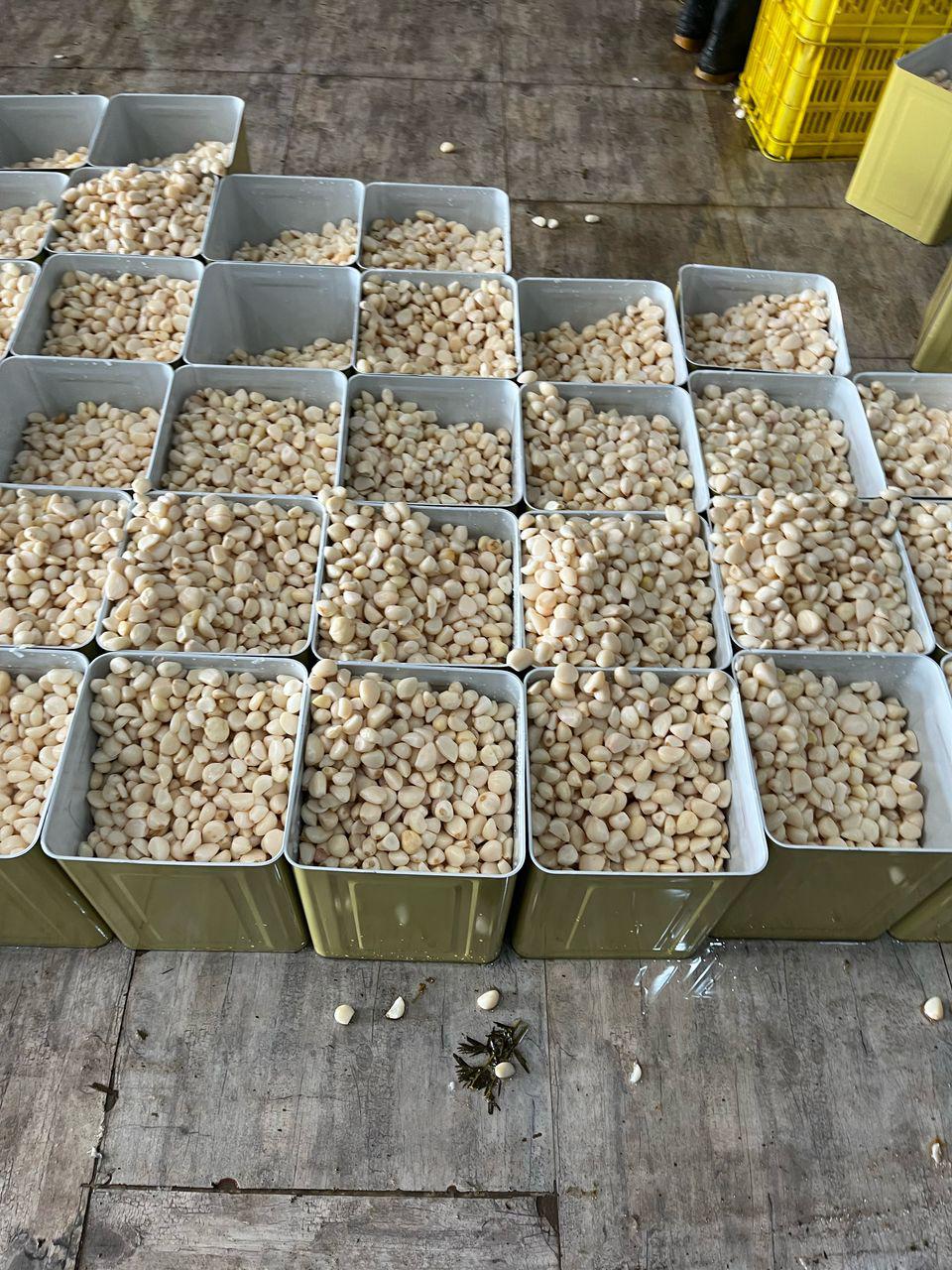حبه دانه سیر برای ساخت ترشی صادراتی