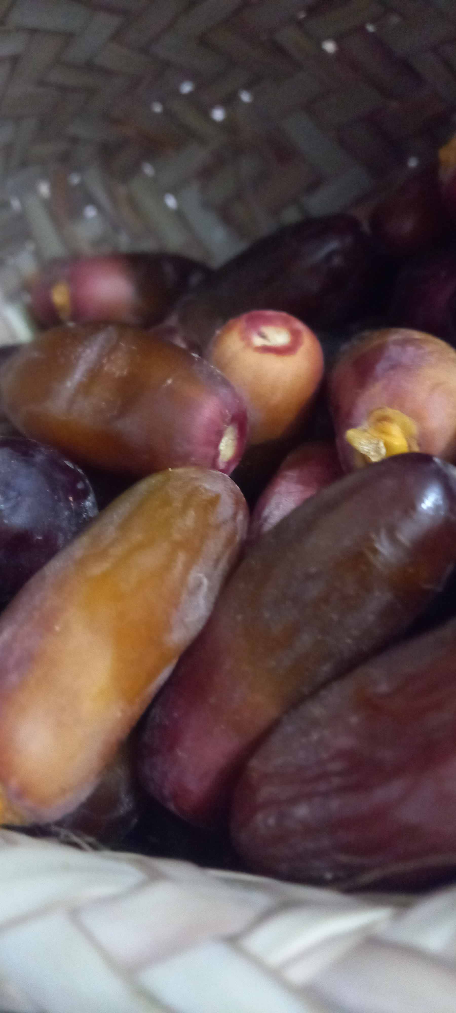 خرید و قیمت‌ خرما‌ ربی ‌+ فروش‌ عمده