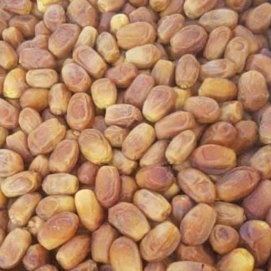 قیمت‌ و خرید خرما زاهدی + فروش‌ عمده و‌ ویژه‌