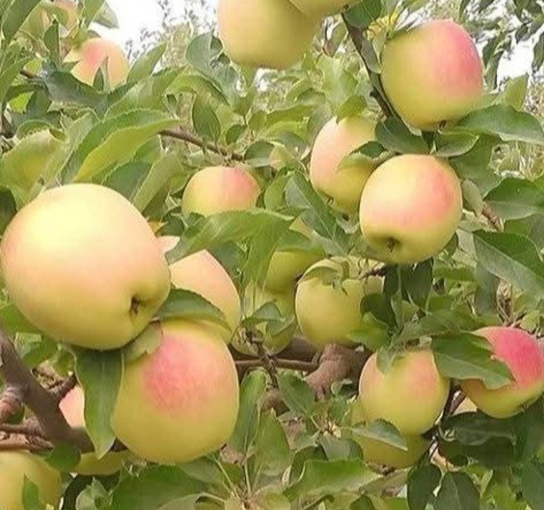 تصویر 4 از قیمت خرید سیب گلاب تابستانه لوکس