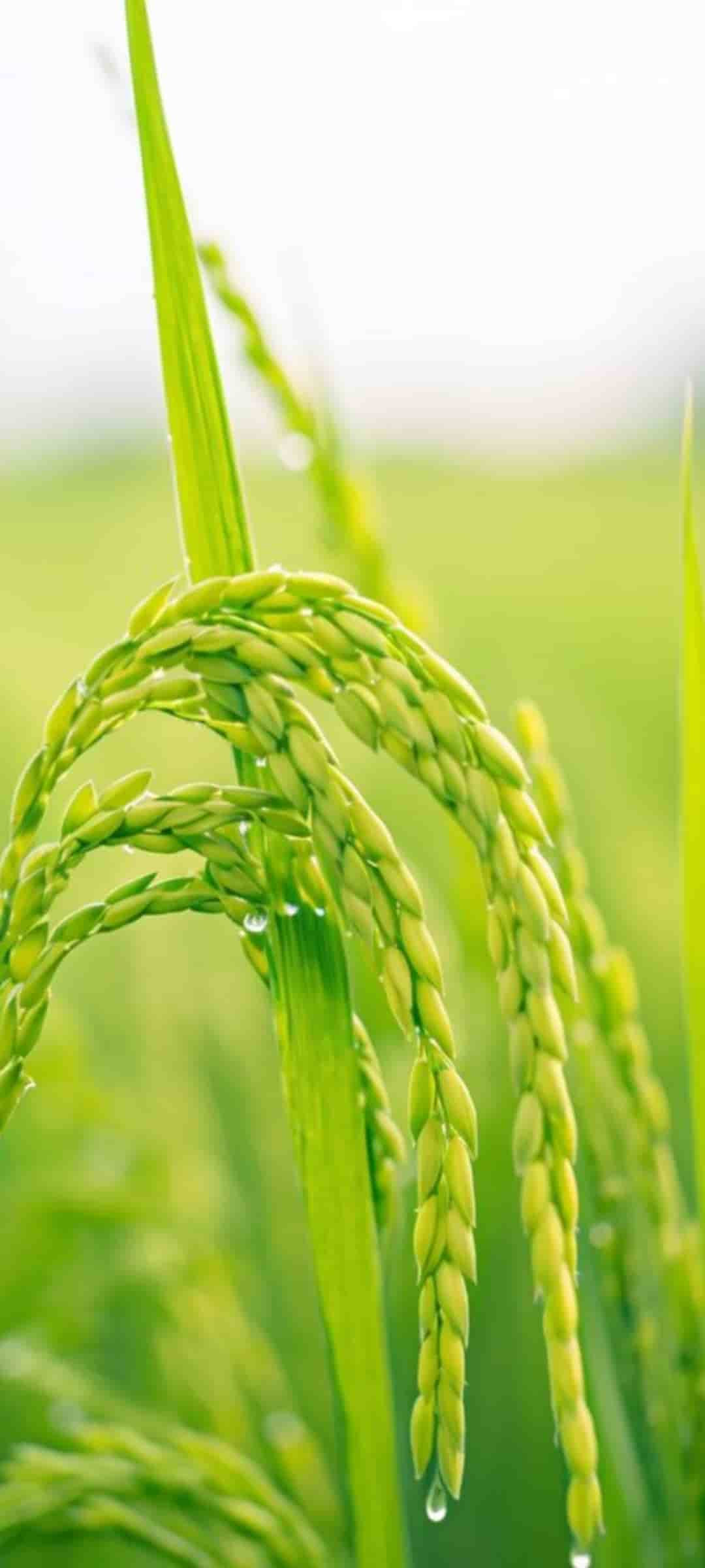 تصویر 4 از فروش برنج پاکستانی طاها ۳۸۶ سیلا