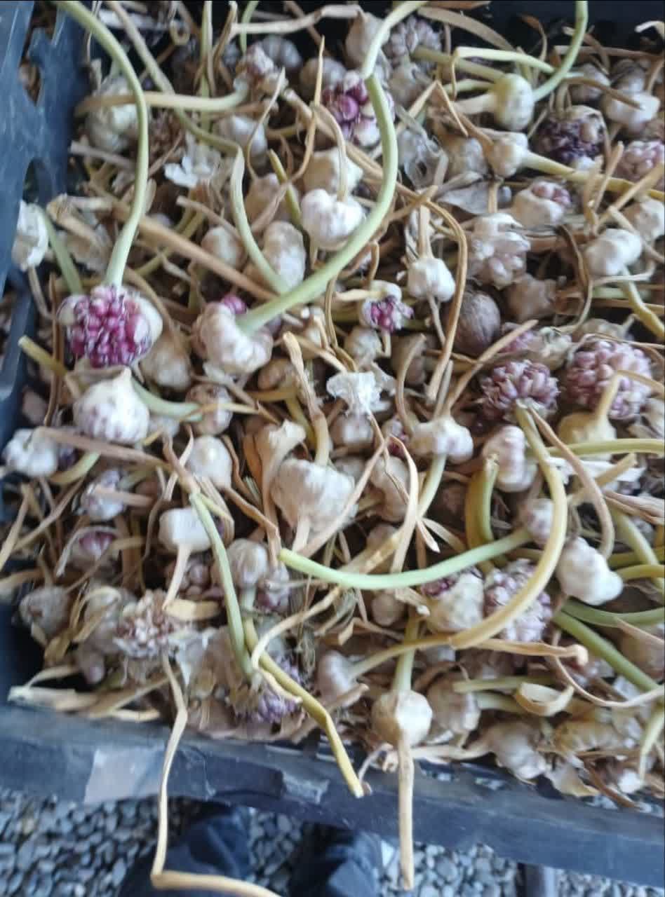 تصویر 1 از فروش عمده کپسول های ۱۲۰ عددی سیر سیاه
